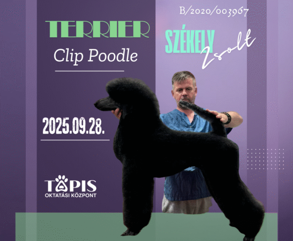 Terrier Clip Poodle Szeminárium