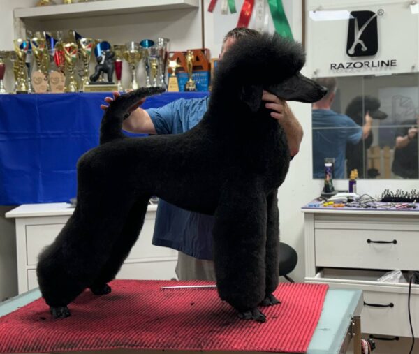 Terrier Clip Poodle Szeminárium - Image 3